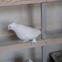 14 کفتر زیبا و پرشی|پرنده|آفتاب, |دیوار