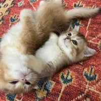 بریتیش .اسکاتیش|گربه|تهران, قیطریه|دیوار