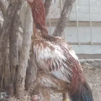 خروس لاری