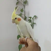 عروس هلندی  لوتیبنو