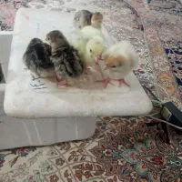 جوجه بوقلمون