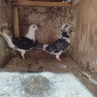 کفتر آلمانی نژاد دار