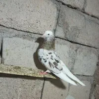 کفتر سرور هفت رنگ