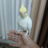 عروس هلندی نر زرد