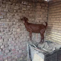 بوز