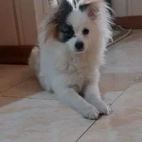 واگذاری پامر اشپیتز