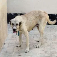 واگذاری سگ سرابی ماده|سگ|چهارباغ, |دیوار