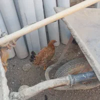 نوچه مرغ و خروس پنج ماه|حیوانات مزرعه|کهک, |دیوار