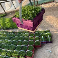 سبزه عید|گل و گیاه طبیعی|پاکدشت, پاکدشت (مامازند)|دیوار