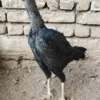 لاری جوجه کش|حیوانات مزرعه|تربت جام, یحیی آباد|دیوار