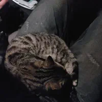 بچه گربه حمایتی|گربه|پیرانشهر, |دیوار