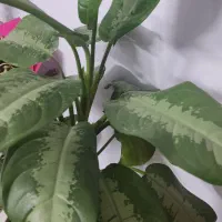 آگولنما هندوانه ای|گل و گیاه طبیعی|مهدی شهر, |دیوار