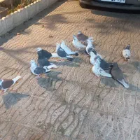 تعداد ۱۵ عددکفتر تهرانی|پرنده|بشاریات, |دیوار