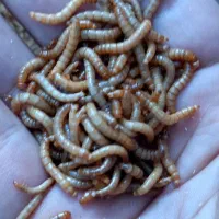 میلورم زنده و خشک|خزنده|شاهینشهر, شیخ بهایی|دیوار