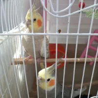 عروس هلندی جفت با لوازم