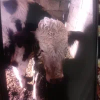 گوساله نر سنگین جوانگا