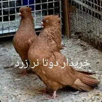 نر زرد