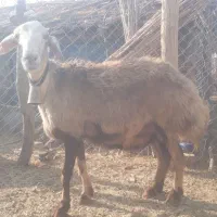 میش داشتی دوقلو زا|حیوانات مزرعه|دره شهر, |دیوار