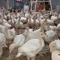 جوجه بوقلمون زنده فوق سنگین
