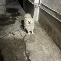 سگ پاکوتاه