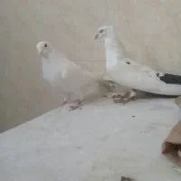 دوتا نر اصفهانی ی سفید بدون غلط و ی سفید دم مشکی|پرنده|خمینی‌شهر, |دیوار