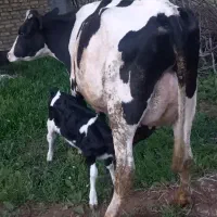 تلیسه گاو گوساله اصیل هولشتاین ۲۵کیلو شیر.