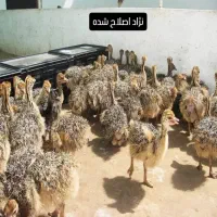 جوجه شترمرغ وماندارین|حیوانات مزرعه|رشت, بلوار گیلان|دیوار