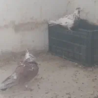 کبوتر گمشده