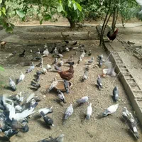 کبوتر پرشی|پرنده|تهران, کن|دیوار