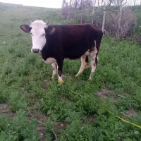 فروش گاو با گوساله اش