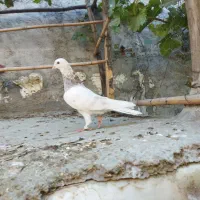 کفتر پرشی|پرنده|آق قلا, |دیوار