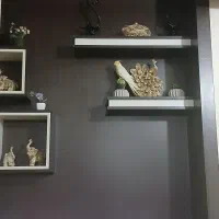 جفت عروس هلندی تخم گذار