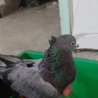 صداشدید خیلی صدادارصحرا