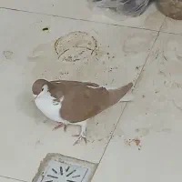 کفتر،کبوترساده زردکرمونی|پرنده|تربتحیدریه, بی بی حسنیه|دیوار