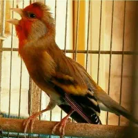 سهره وقناری