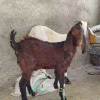 گوسفند برای مالداری|حیوانات مزرعه|سراوان, |دیوار