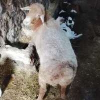 بره