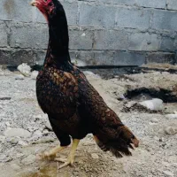 مرغ|حیوانات مزرعه|بندرعباس, |دیوار