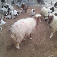 بره پروار نر