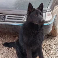 گمشده ب یابنده ده میلیون مژدگانی میدم|حیوانات|کرمان, |دیوار