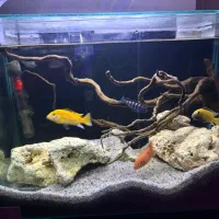 اکواریوم شیشه خم