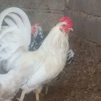 خروس