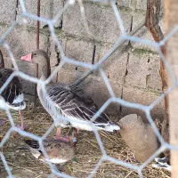 غاز و اردک زینتی