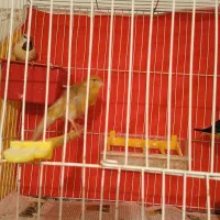 پرنده قناری|پرنده|تربت‌حیدریه, شهید قرنی|دیوار