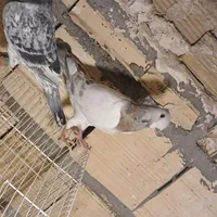 جفت سار کاکلی به شرط تخم جوجه