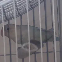 طوطی برزیلی ماده. ابرو بادی