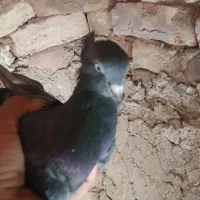 کفتر فروشی|پرنده|سده (خراسان جنوبی), |دیوار