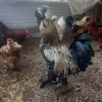 مرغ و خروس|حیوانات مزرعه|رشت, شهرک صبا|دیوار