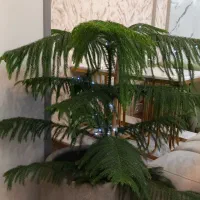 گلدان کاج طبیعی آپارتمانی