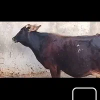 گاو شیری با گوساله نر